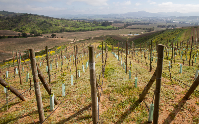 Tailgate | The Ins & Outs of Developing a New Vineyard Site